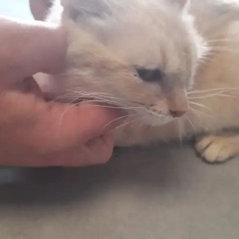 Lia Chatte Adulte