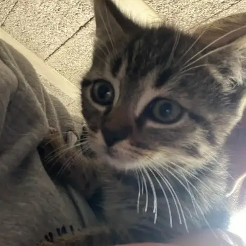 Brownie
