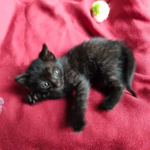 Bertille