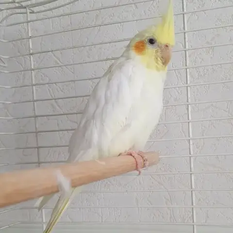 Vanille