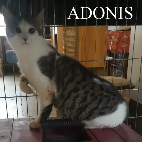 Adonis photo 3