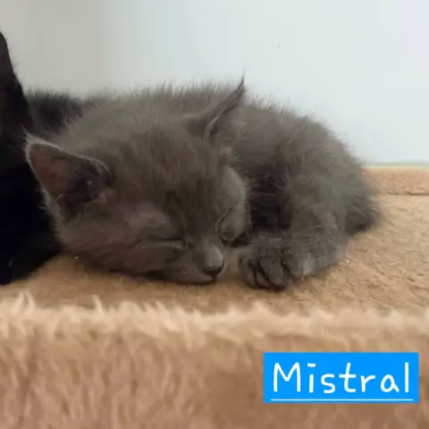 Mistral photo 3