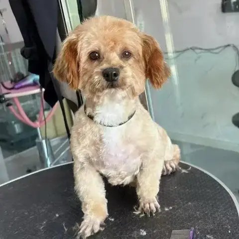Bo