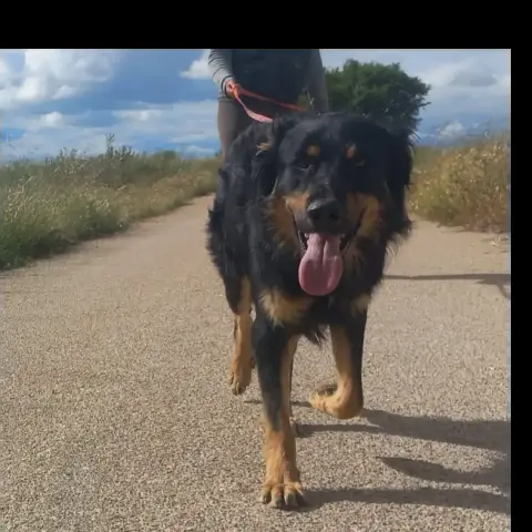 Xavi