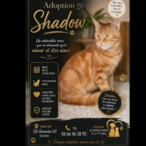 Shadow