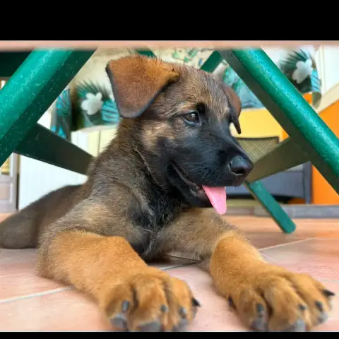 Pako photo 2