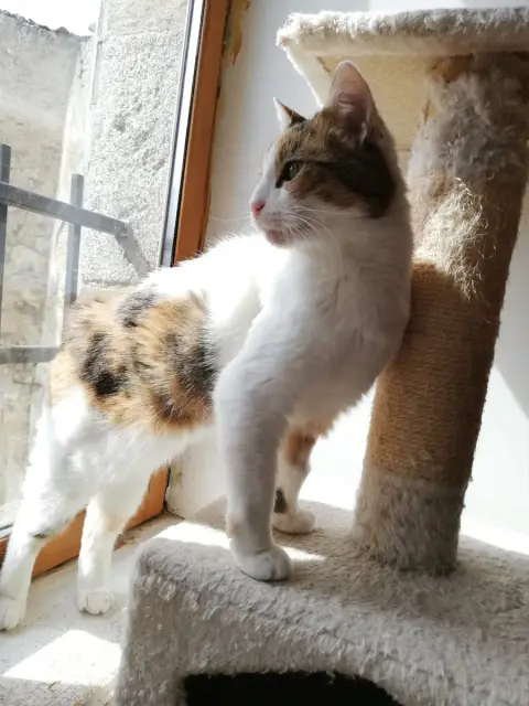 Nounouche photo 3