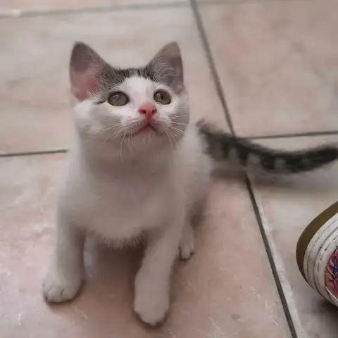 Chipie