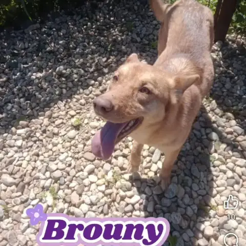 Brouny
