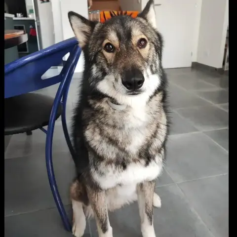 Pongo