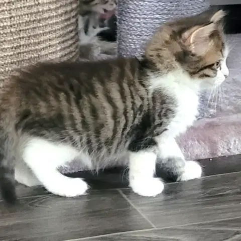Alpha photo 2