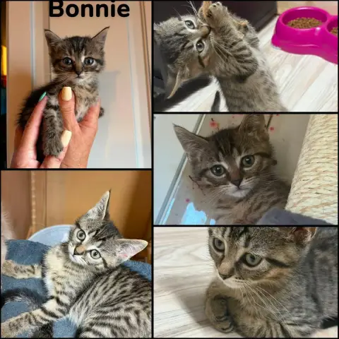 Bonnie Et Besty  Deux Soeurs   A Réserver