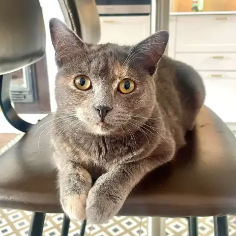 Pebbles
