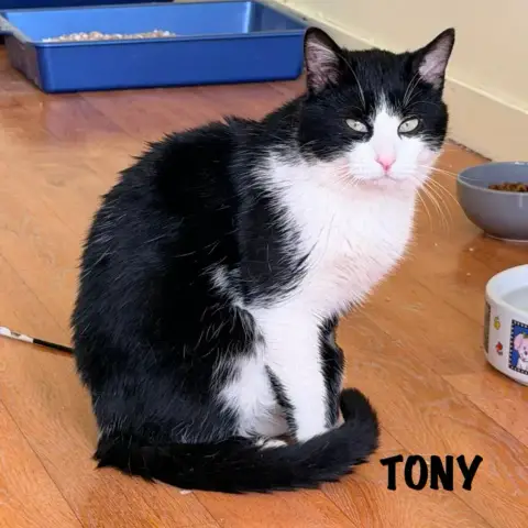Tony