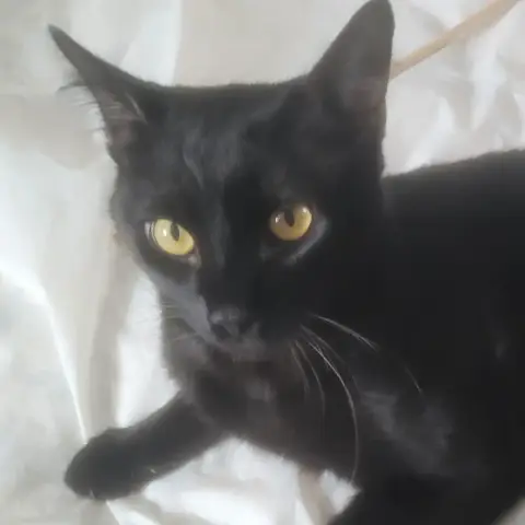 Brownie photo 3