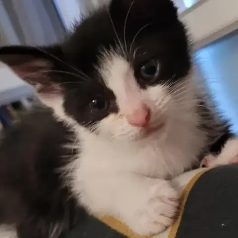 Cooki