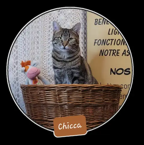 Chicca
