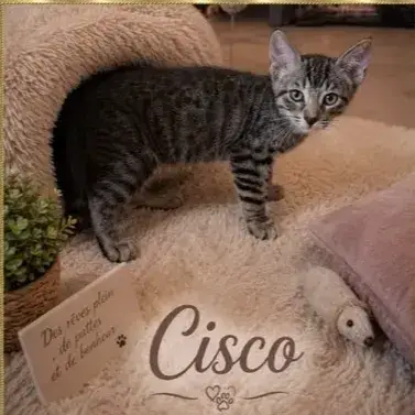 Cisco