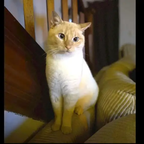 Minou photo 3