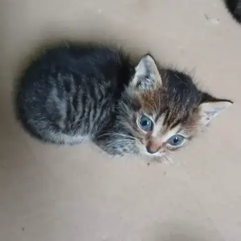 Azuki
