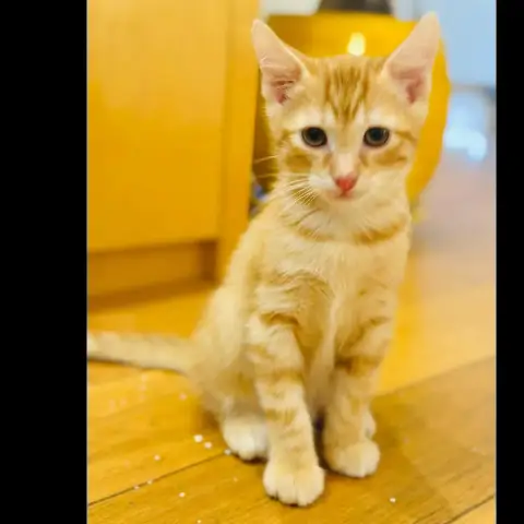 Garfield
