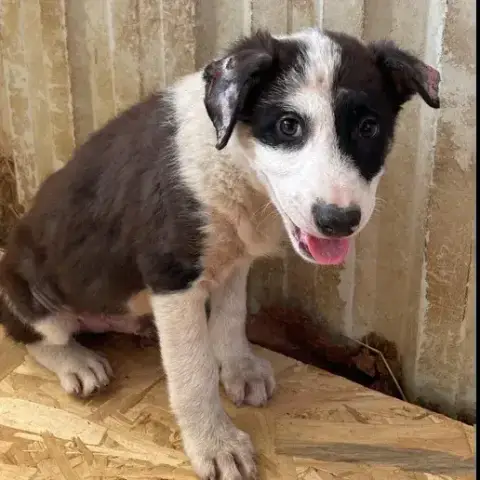 Sammy