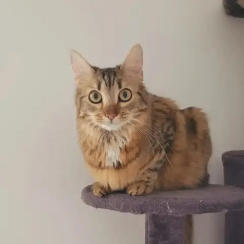Wakanda