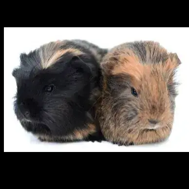 Tod Et Copper