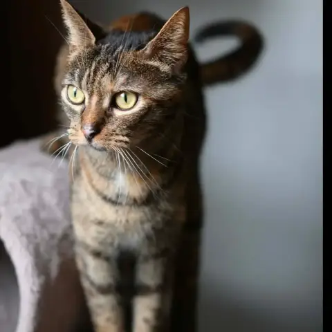 Penny