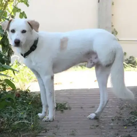 Léo