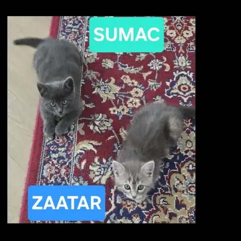 Sumac Et Zaatar