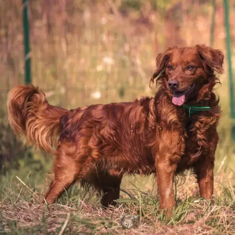 Simba