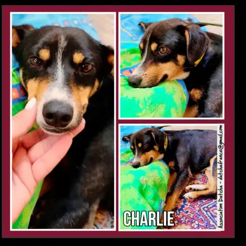 Charlie