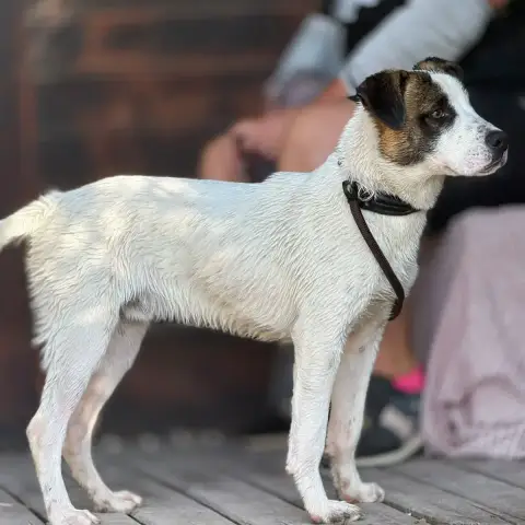 Rufus photo 2