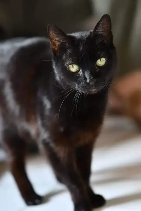 Léonie