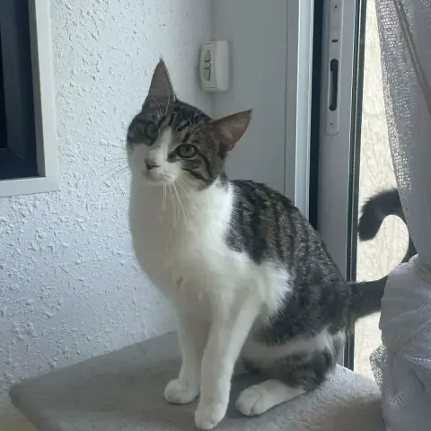Simon