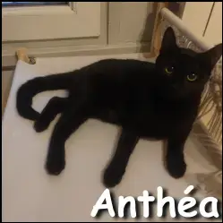 Anthéa