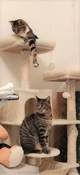 Tigrou Et Titus