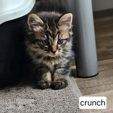 Crunch photo 2