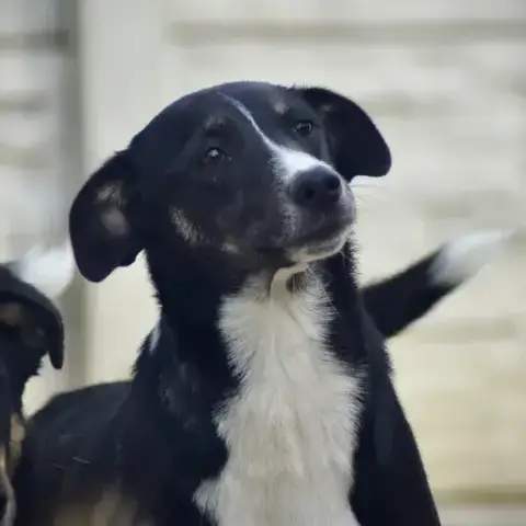 Ninja