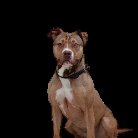 Twix photo 2