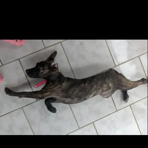 Ollie photo 3