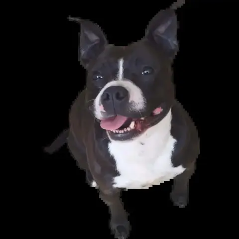 Chanelle