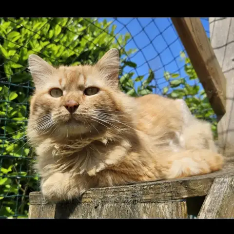 Apollo