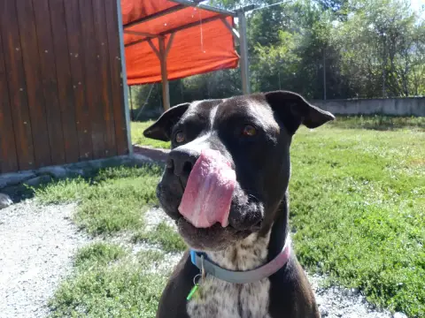 Django photo 3