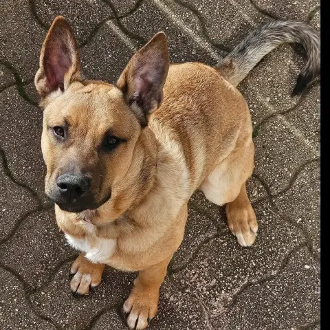Bowie