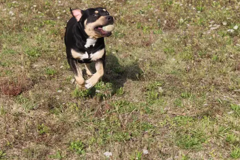 Balou photo 2