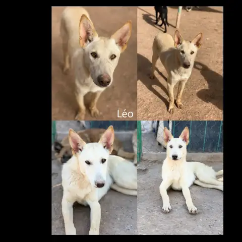Leo 2