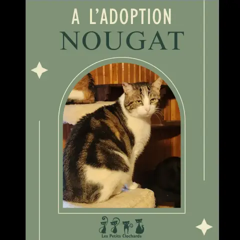 Nougat