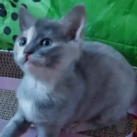 Ana
